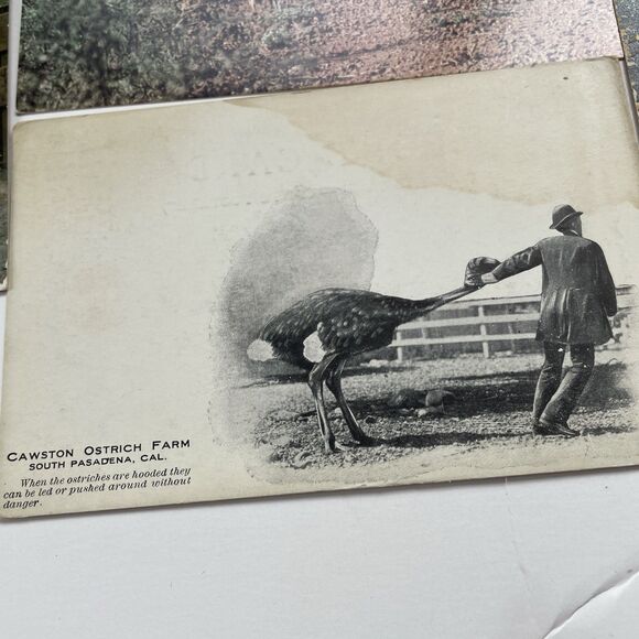 Ostrich Postcard Lot 12pcs Ephemera Paper Crafts Scrapbooking - Picture 10 of 13